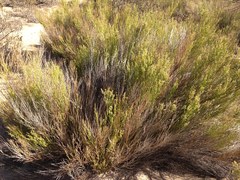 Baccharis sergiloides
