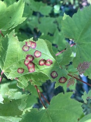 Acericecis ocellaris