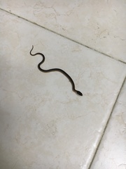 Erythrolamprus melanotus lamari