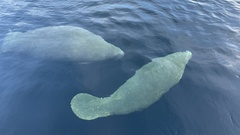 Trichechus manatus latirostris