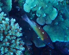 Bodianus dictynna