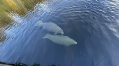 Trichechus manatus latirostris
