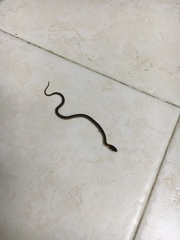 Erythrolamprus melanotus lamari