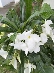 Plumeria pudica