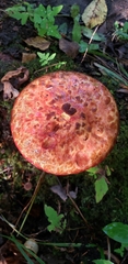 Suillus spectabilis