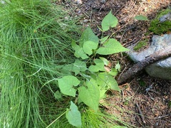 Fallopia