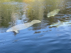 Trichechus manatus latirostris
