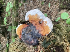 Fomitopsis