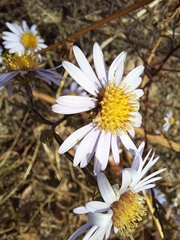 Galatella meyendorffii