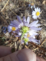 Galatella meyendorffii