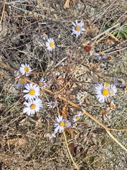 Galatella meyendorffii