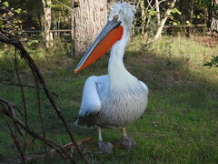 Pelecanus crispus