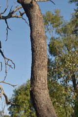 Corymbia clarksoniana