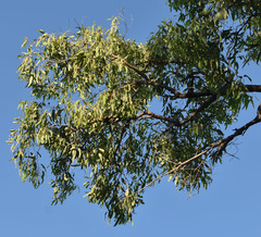 Corymbia clarksoniana