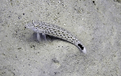 Parapercis hexophtalma