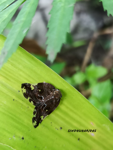Black planthopper photo 2