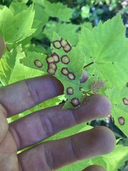 Acericecis ocellaris