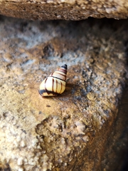 Drymaeus multilineatus