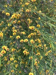 Bossiaea linophylla