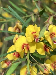 Bossiaea linophylla