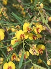 Bossiaea linophylla