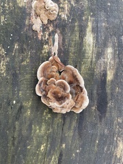 Auricularia mesenterica