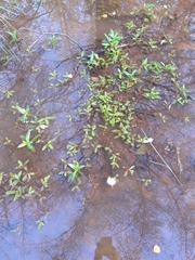 Callitriche stagnalis