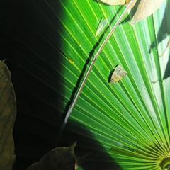 Hydrillodes lentalis