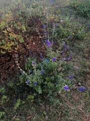 Salvia chamaedryoides
