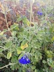Salvia chamaedryoides