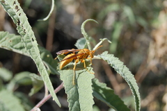 Polistes flavus