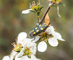Castiarina xanthopilosa