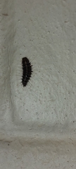 Dermestes