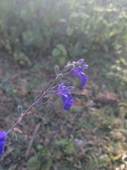 Salvia chamaedryoides