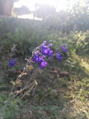 Salvia chamaedryoides