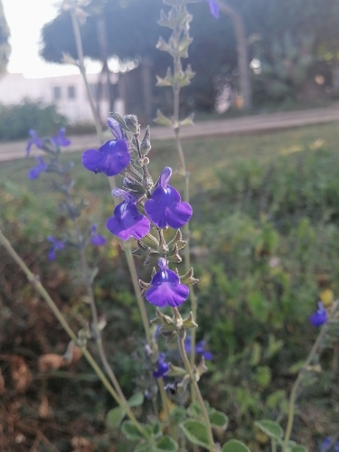 Image of Salvia chamaedryoides by (c) Erick Vélez Sánchez, some rights reserved (CC BY)