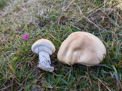 Agaricus urinascens