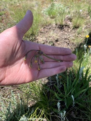 Tulbaghia acutiloba