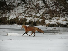 Vulpes vulpes