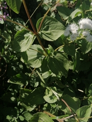 Ageratina pichinchensis