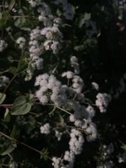 Ageratina pichinchensis
