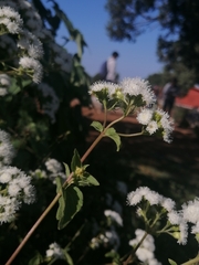 Ageratina pichinchensis