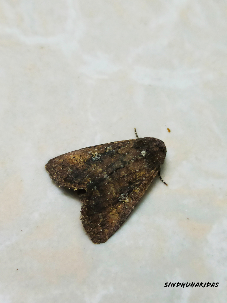 Cutworm