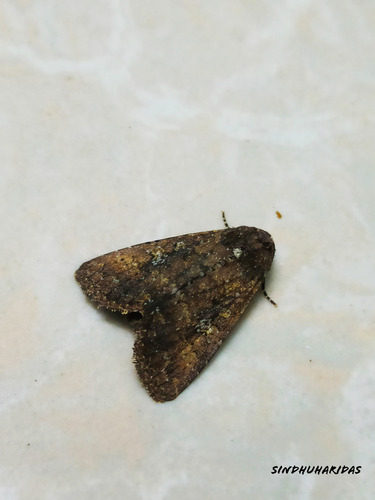 Cutworm