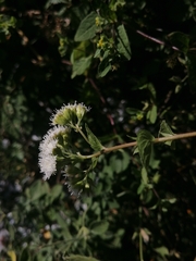 Ageratina pichinchensis