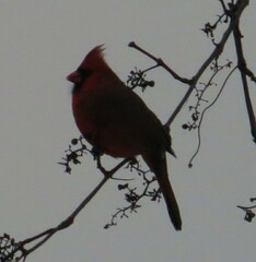 Cardinalis cardinalis