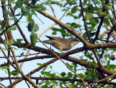 Curruca curruca