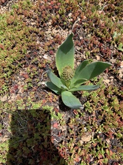 Aloe verecunda