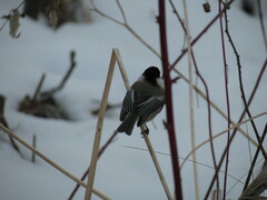 Poecile atricapillus