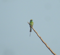 Merops orientalis